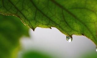 drop of water on a green leaf