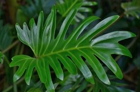 green colorful leaves macro