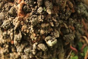 nature bark texture trunk tree