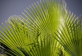 palm leaf in sunny day