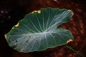 rain drops on the big green leaf as background