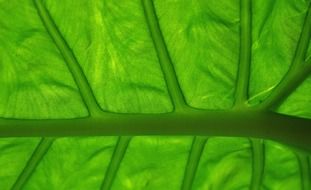 green leaf veins close up