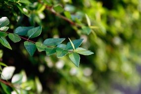 green leaf tree branch nature background