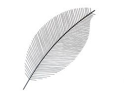 abstract fern leaf free texture