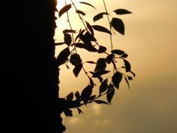 trunk and tree branches silhouettes at sunset