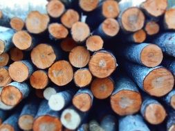 trees trunks pile nature wood