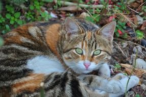 cat feline face s eyes