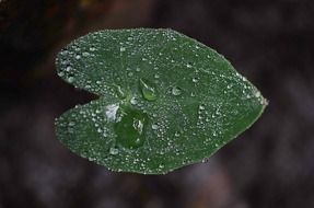 green color leaf macro drops of water