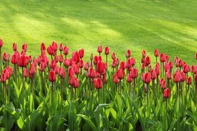 tulips bloom blossom colorful