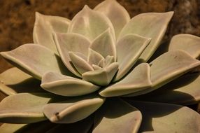 succulent green grey rosette