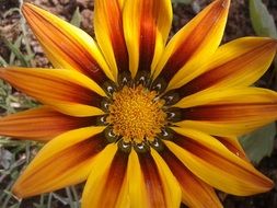 yellow orange gazania flower