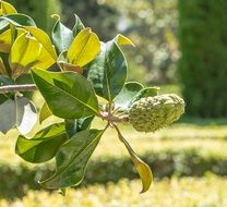 berry fruit shrub tree garden