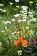 wildlife of the meadow