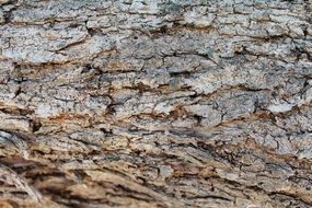 bark wood texture nature