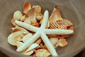sea shells beach starfish ocean