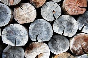 log background annual zone firewood