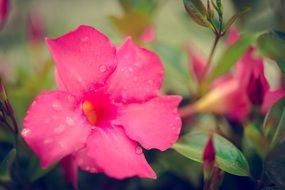 flower blossom in the garden