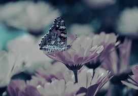 flowers butterfly background