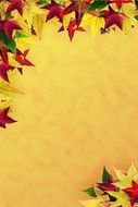 stationery maple colorful autumn