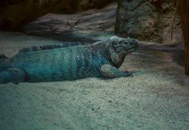 rhinoceros iguana on the sand