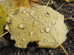 drops leaves droplets water