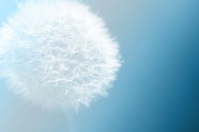 dandelion flower nature blue