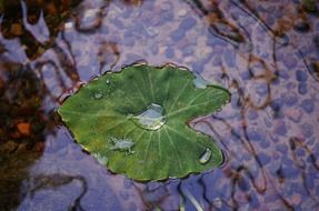 green color leaf macro water