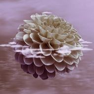 dahlia flower in clouds