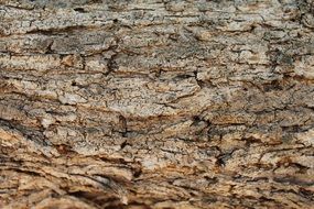 bark wood texture