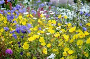 Photo of colorful wild flowers in the field