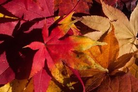 maroon and yellow maple leaves