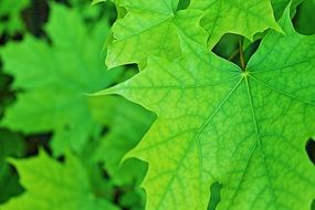 leaves nature leaf green plant