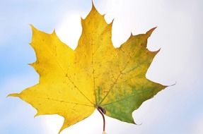 yellow-green maple leaf