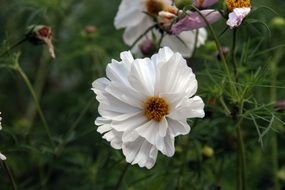 flower white open nature plant