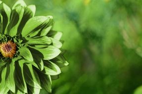 flower green leaves nature plants