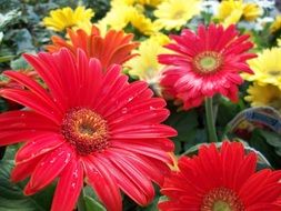 flowers red yellow nature beauty