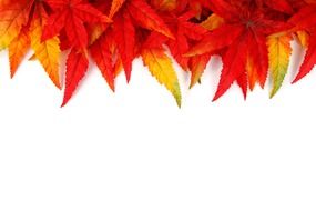 autumn leaf on white background