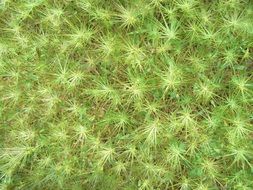 grass star green texture