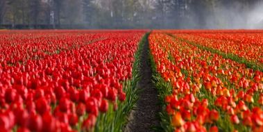 tulips tulip field fields orange