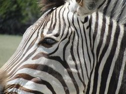 zebra animal africa wildlife