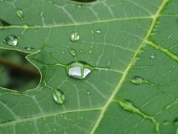 leaves leaf plant drops drop