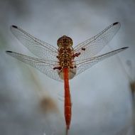 dragonfly insect bug animal nature