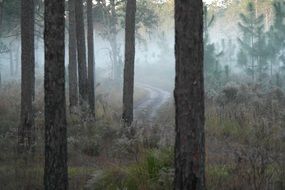 foggy morning in a forest