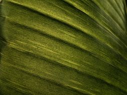 banana leaf texture effect