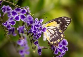 butterfly on the purple summer flowers