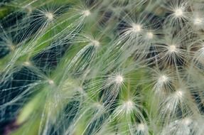 dandelion flower flowers pollen