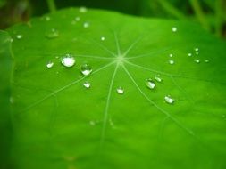 raindrops leaf nasturtium plant