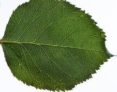 green leaf rose