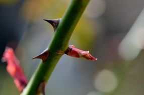 rose thorns flower bud nature
