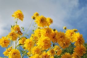 flower nature macro yellow green